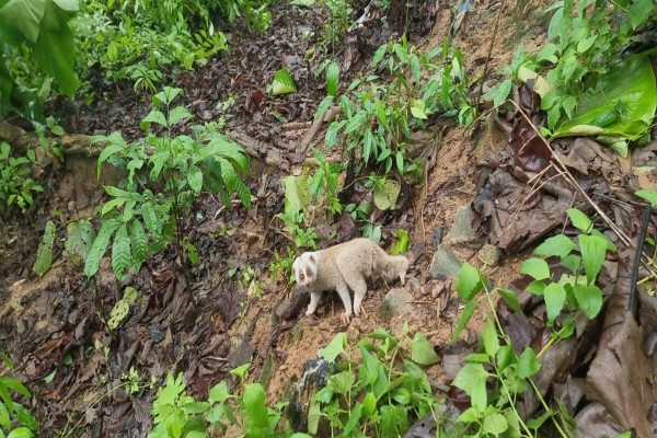 কাপ্তাই জাতীয় উদ্যানে লজ্জাবতী বানর অবমুক্ত