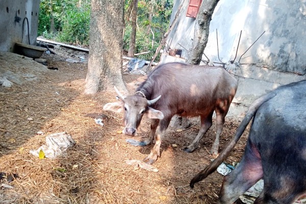 রাউজানের পটিয়া পাড়া গ্রাম থেকে রাতের আঁধারে গৃহস্থের চার লাখ টাকা মূল্যের দুটি মহিষ চুরি